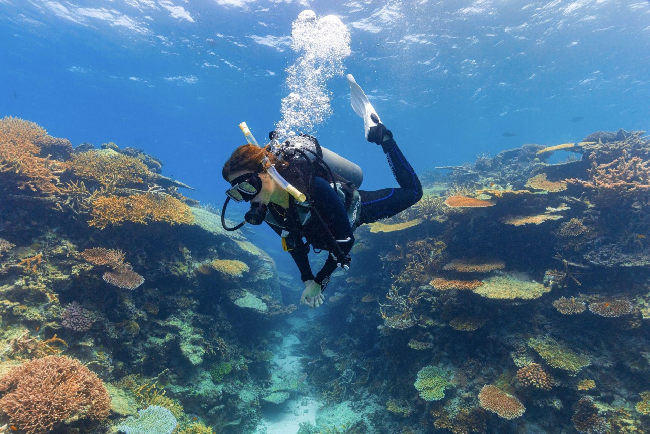 The Best Great Barrier Reef Tours Queensland