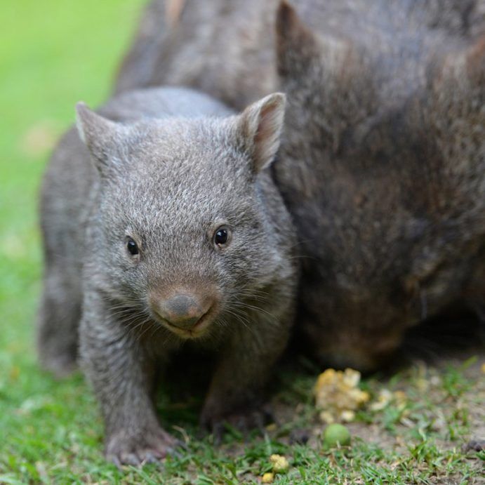 Australia Zoo's Super-Cute Baby Animals | Queensland