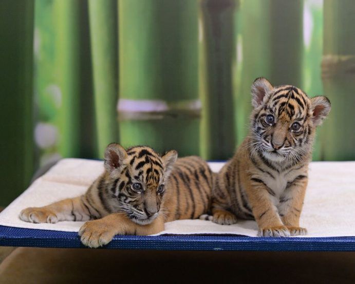 Australia Zoo’s SuperCute Baby Animals Queensland