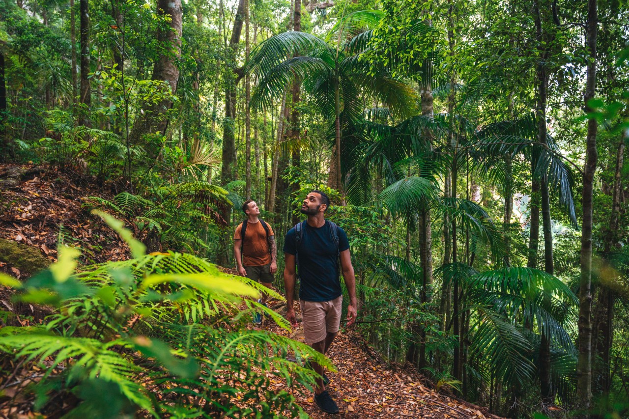 How to Do Springbrook National Park, Gold Coast Hinterland Queensland