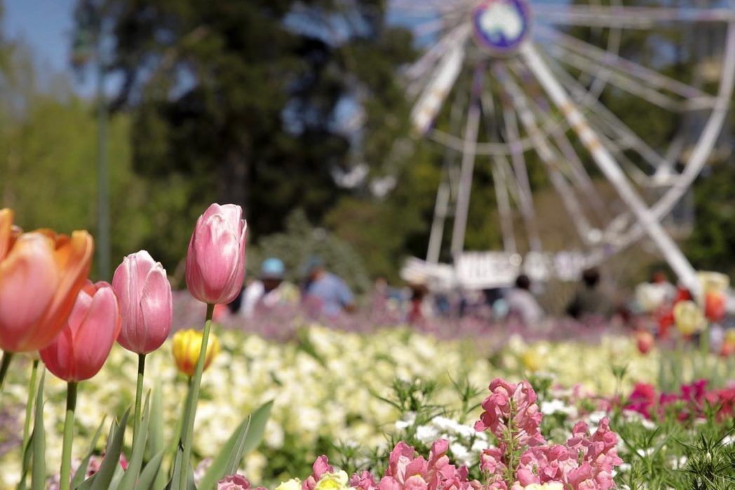 Queensland's Best Botanic Gardens & Flower Festivals Queensland