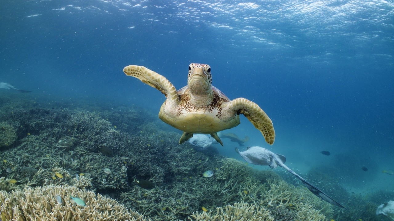 Mon Repos and Beyond Where to See Turtles in Queensland Queensland