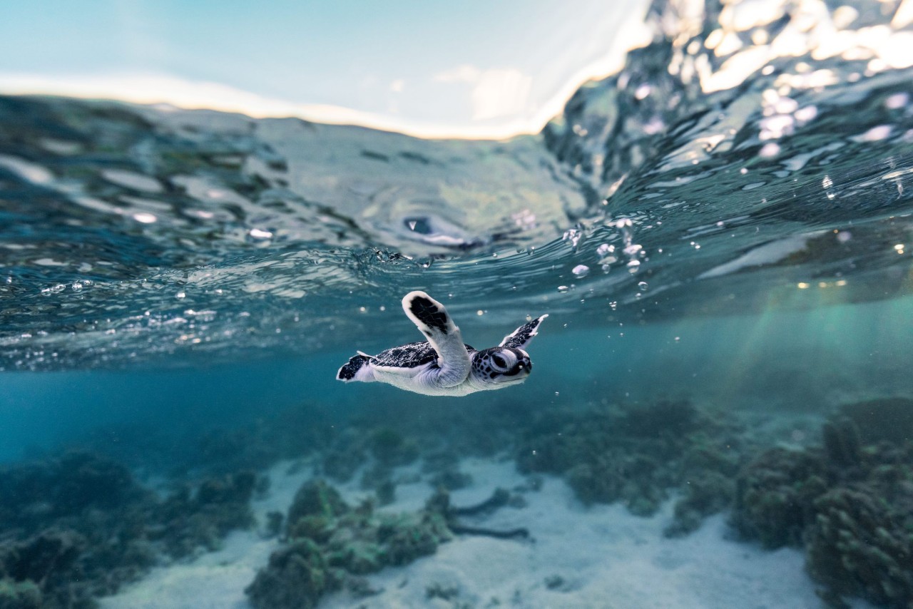 Turtle Hatching Season in the Gladstone Region Queensland
