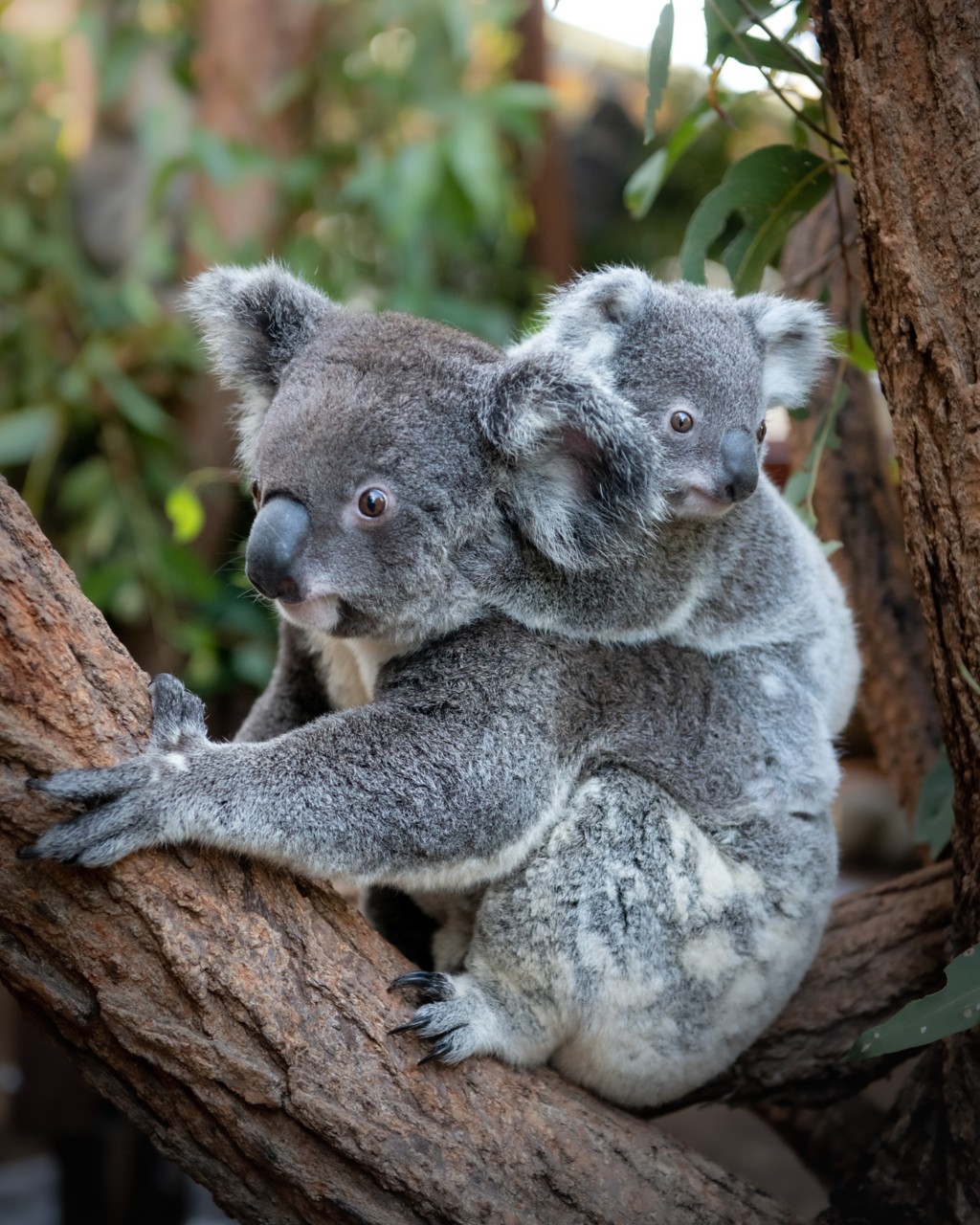 Australia Zoo Nine New Koala Joeys Queensland