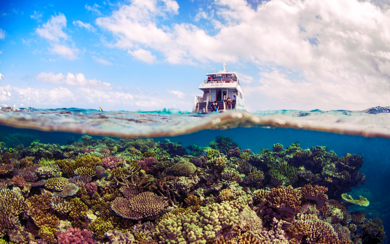 Rare Fish Captured on Camera Great Barrier Reef Queensland