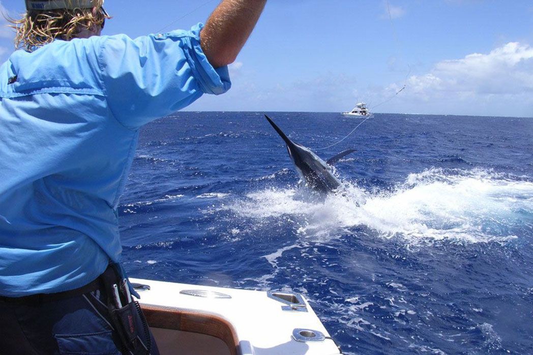 Marlin Fishing in Queensland: Best Places to Catch Them