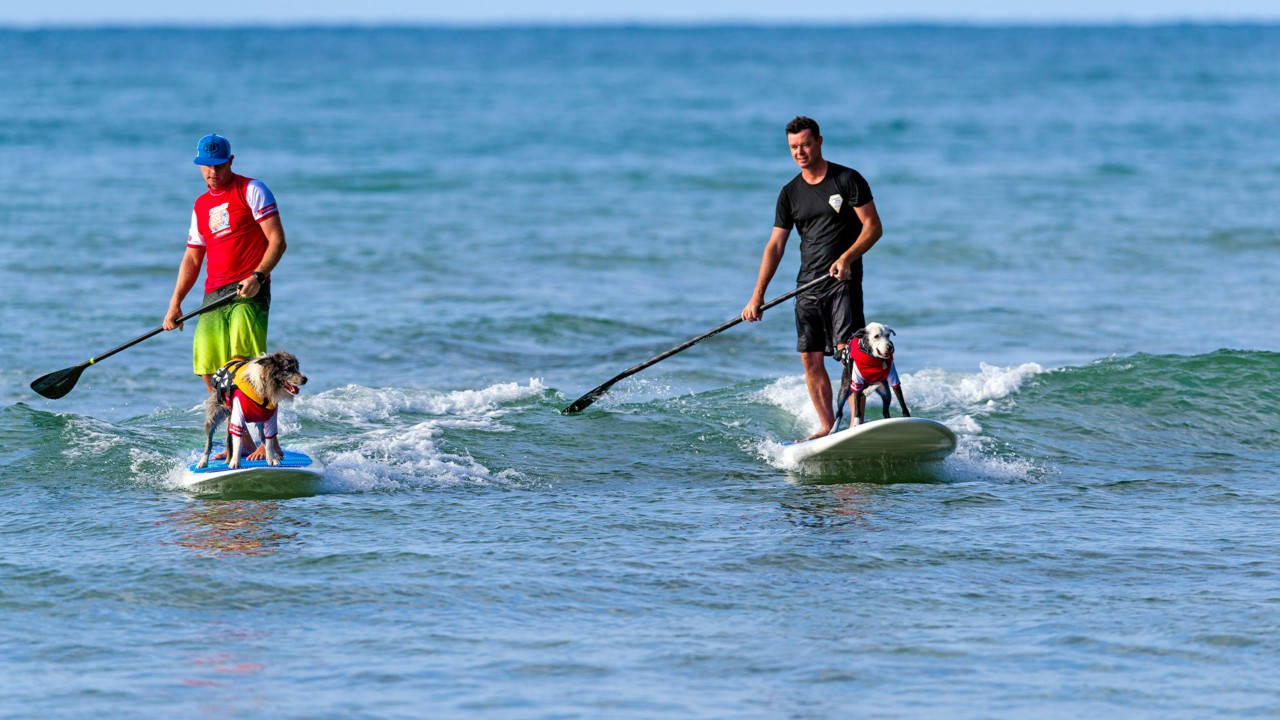 PetFriendly Holiday Activities and Things to Do Queensland